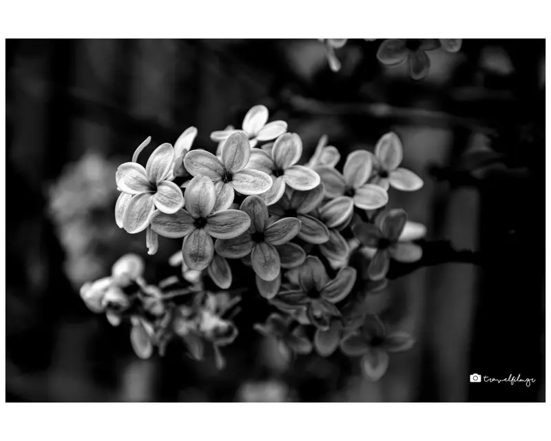 Silent Bloom